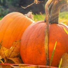 The Many Uses of Pumpkin